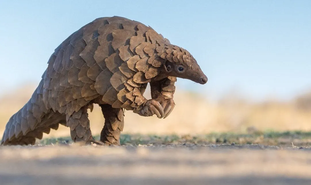 Pangolin with two feet in the air