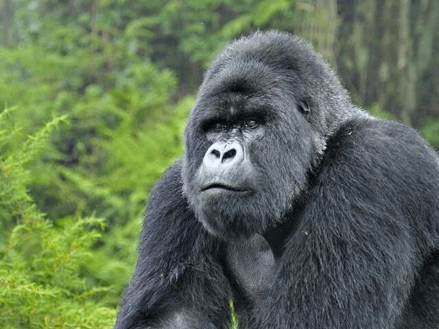 A Mountain Gorilla in a tree overlooking the jungle.