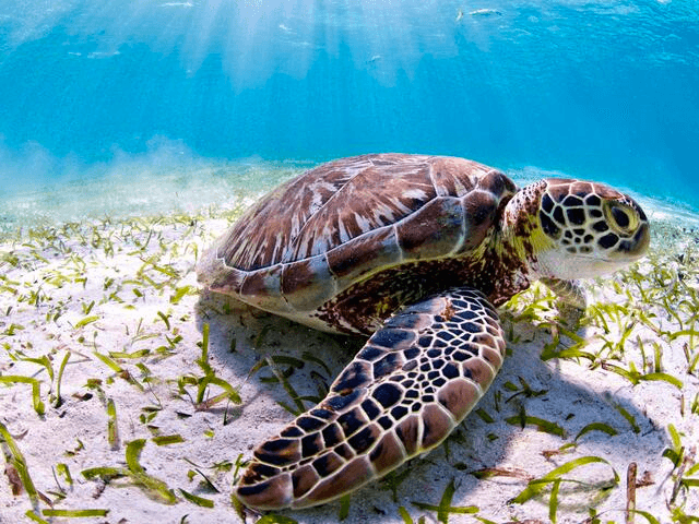 A Sea Turtle at the ocean floor