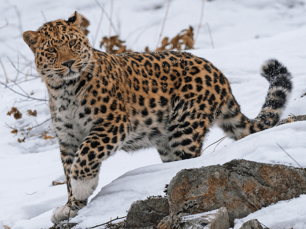 An Amur Leopard looking at the camera in the snow